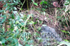 Decomposed body of missing youth found at Kairangala